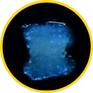 Tongkat Ali Stem Cells