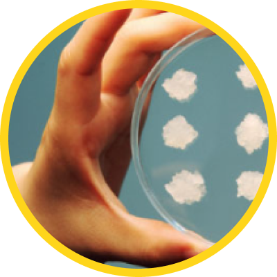 Plant Stem Cell Isolation